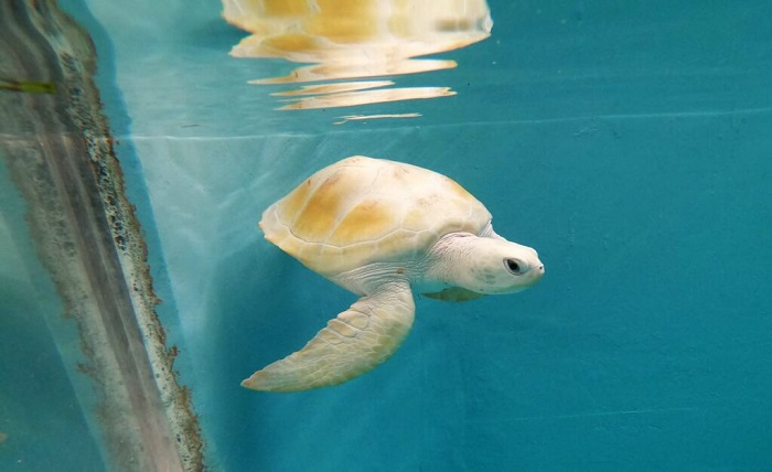 albino turtle